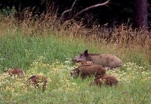 24 Bache Frischlinge Buchenberg